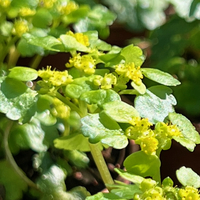 Chrysosplenium alternifolium